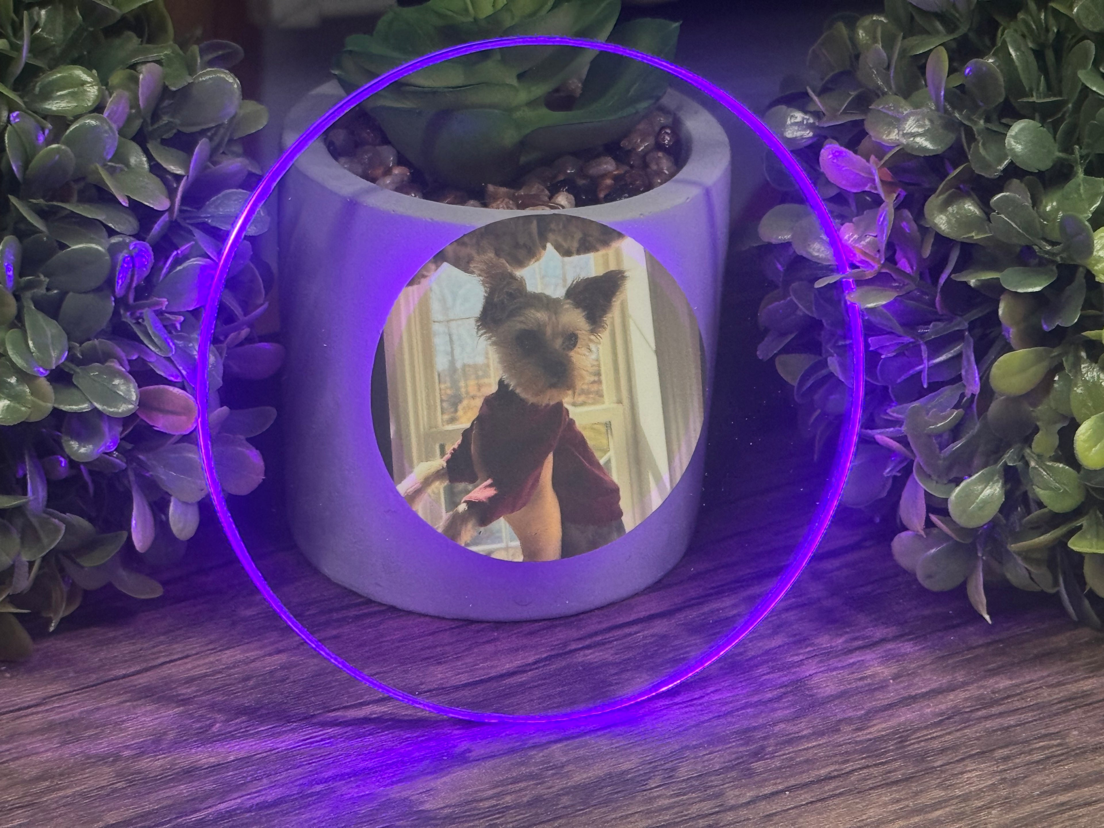 Pets Bundle Pack LED Coasters