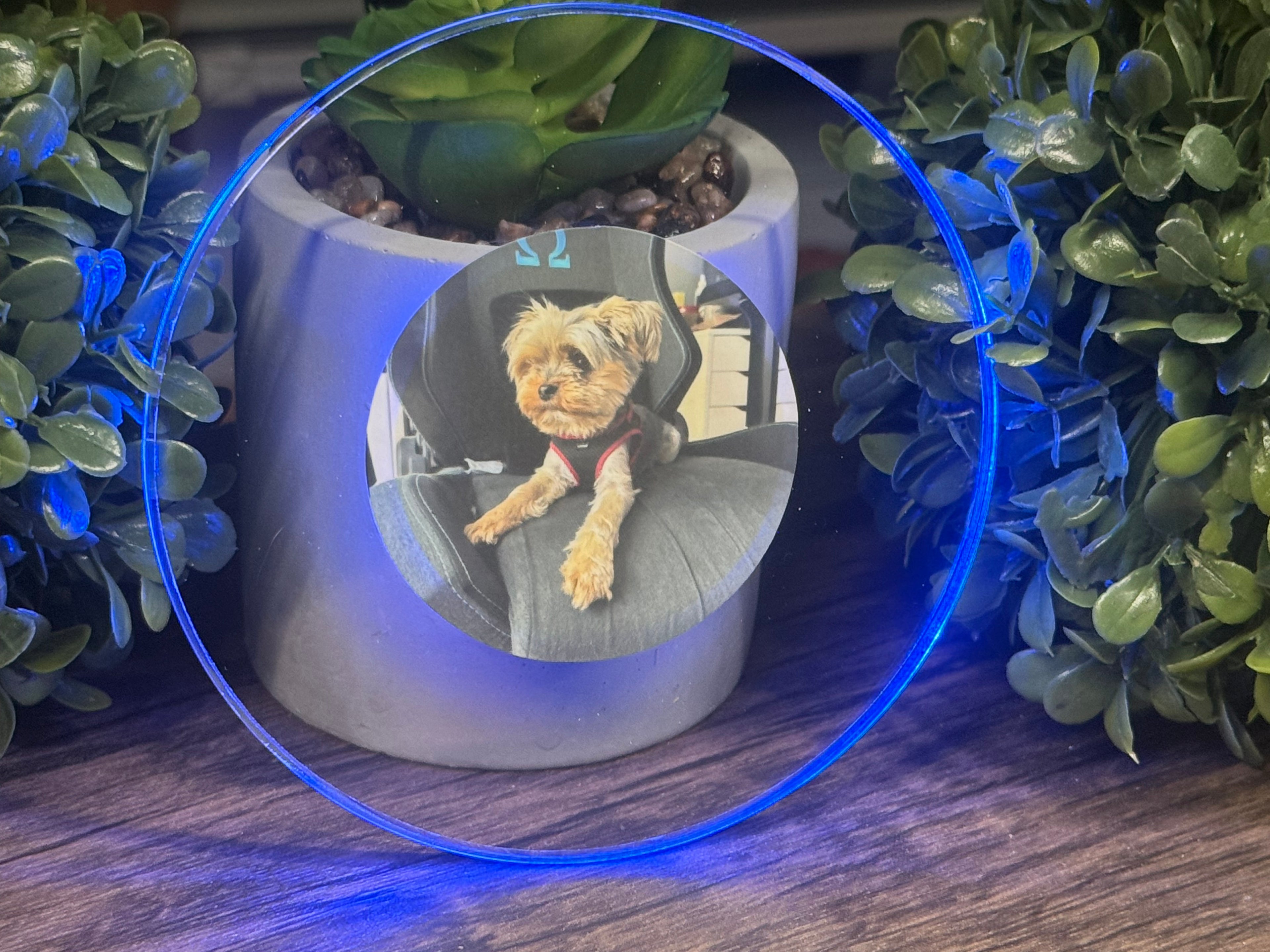 Pets Bundle Pack LED Coasters